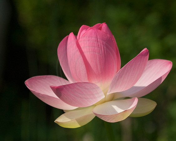 Lotus in The Japanese Garden