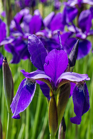 Ceasar's Head Iris 2014