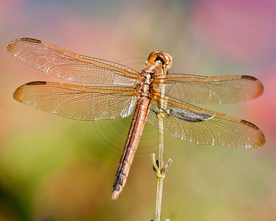 Dragonfly Wings