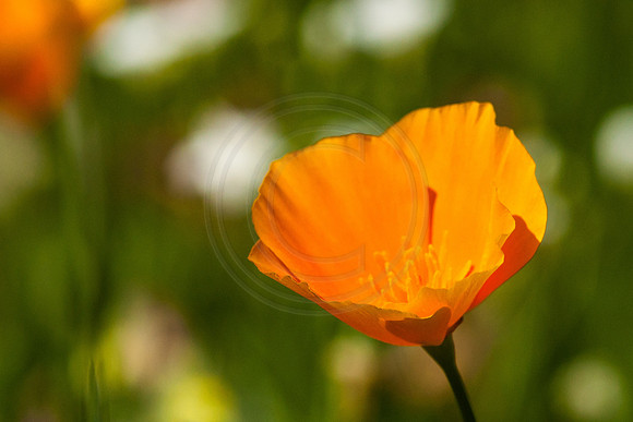 Orange Poppy 2014