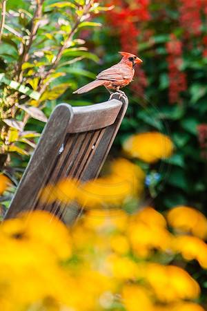 Cardinal on Garden Chair Summer 2014