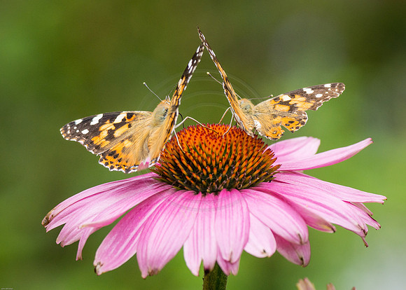 Painted Ladies on Echinacea