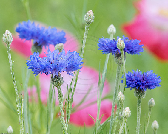 20150524-_DSC6055-2