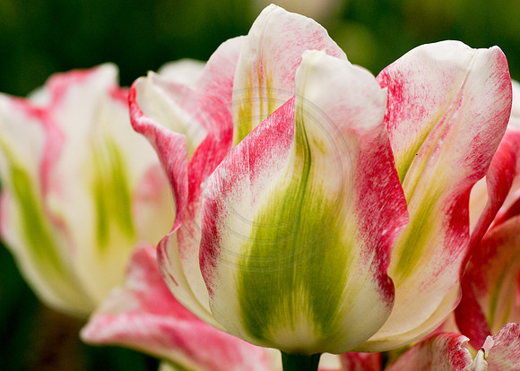 Red, White, and Green Tulip