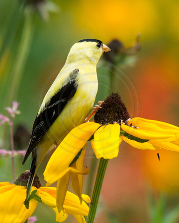 Goldfinch Male on Indian Summer 2014