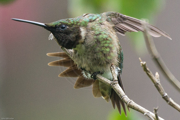 Hummingbird Yoga