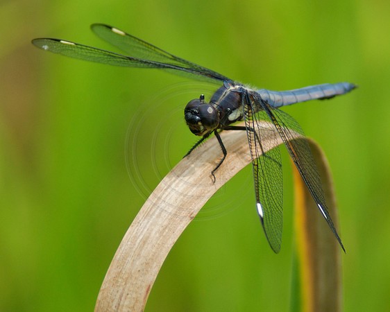 Blue Bodied Dragonfly on Curved Cattail Leaf