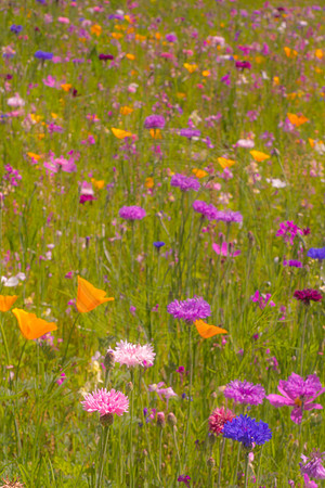 Wildflower Garden 2 2014