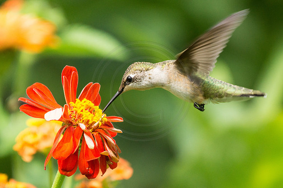 Hummingbird on Orange Zinnia 2014