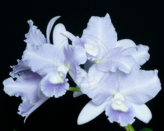 C Portia - Blue Cattleya