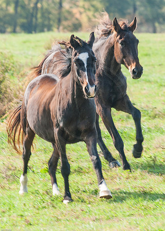 Welbourne Farm Horses 2 2016
