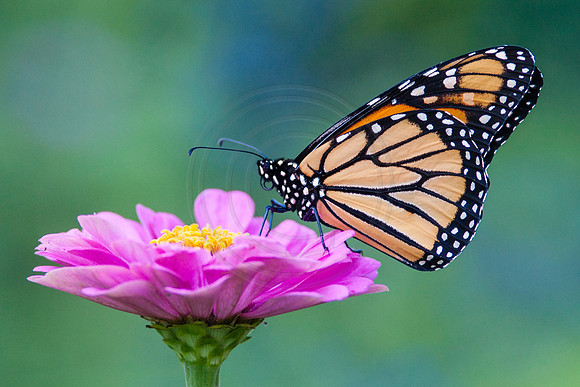 Monarch on Pink Zinnia 2013