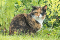 German Calico 2016
