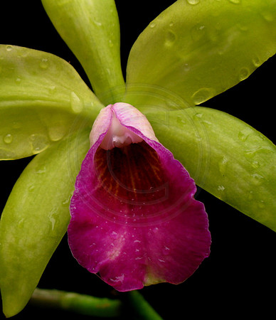 Everything Nice 'Exquisita'