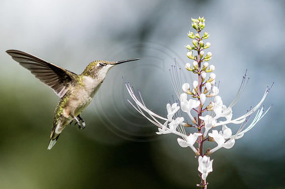 Hummingbird on Cat Whiskers Eyes Closed 2014