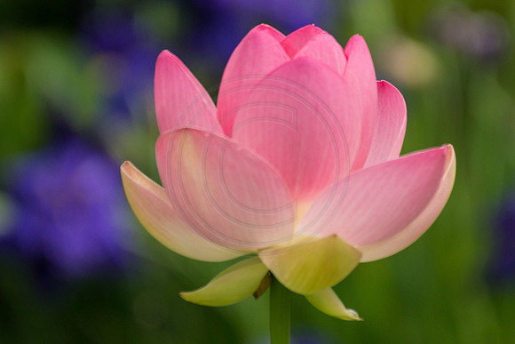 Lotus with Iris Background 2014
