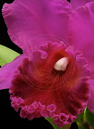 Mac Holmes Orchid