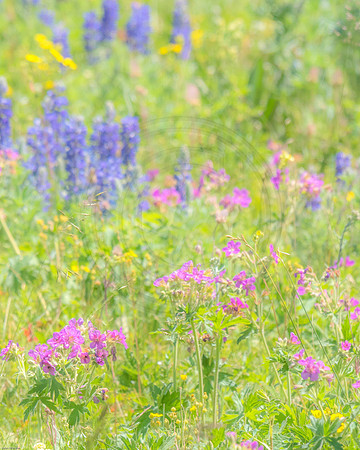 Yellowstone Wildflowers 4 2017