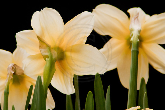 Daffodils Against Black