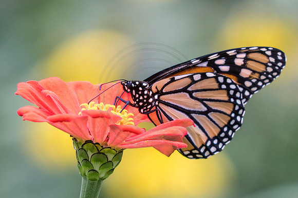 Monarch on Orange Zinnia 2014