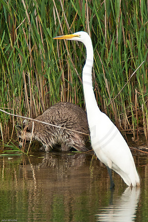 Great Egret and Raccoon