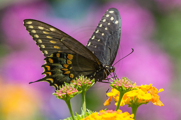 Black Swallowtail on Lantana with Phlox Background 2014