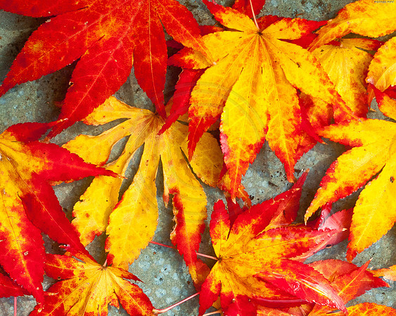 Japanese Maple Colors Fall 2011