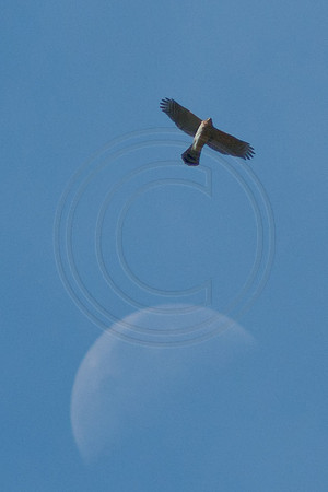Hawk Over the Moon