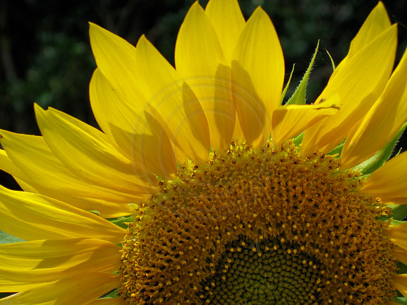 Sunflower Close Up