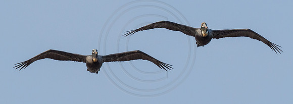 Pelican Pair 2014