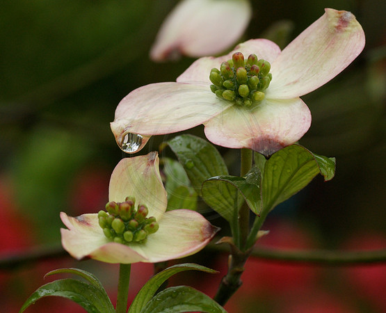 Raindrop on Dogwood-Landscape