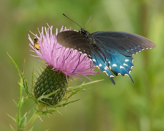 Pipevine Swallowtail and bee on Thistle