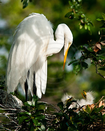 Great Egret and Chicks Eye to Eye