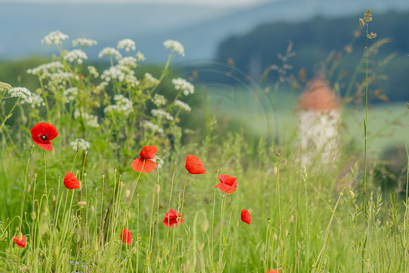 Poppies Overlook 2016