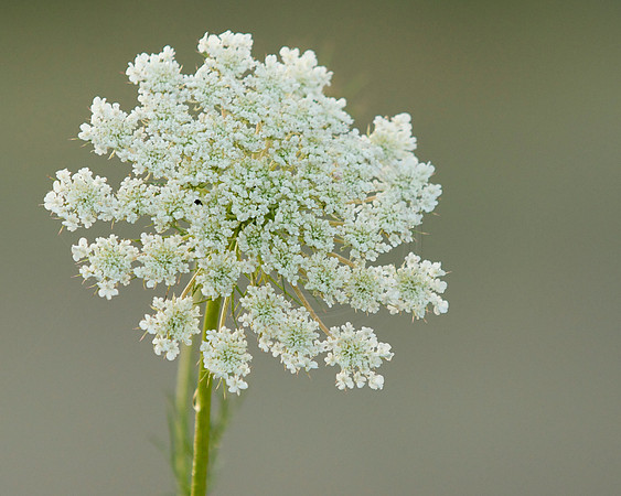 Queen Anne's  Lace Topview