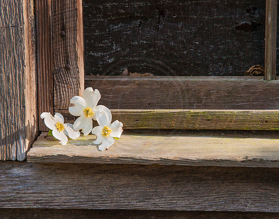 Dogwood Flowers in Window Sill
