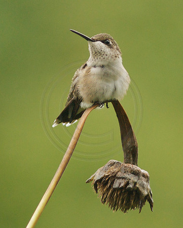 Perched Hummingbird Lookout on Dried Tithonia