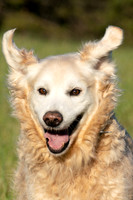 Dogs