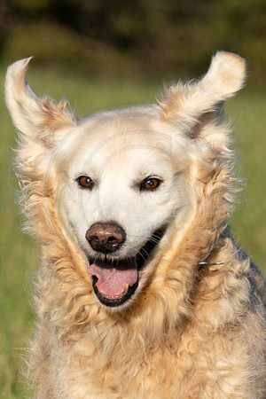 Jasper's Joy
