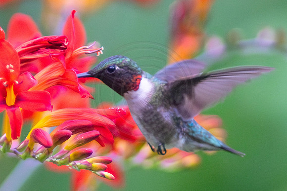 Male Hummingbird in Crocrosmia 2020