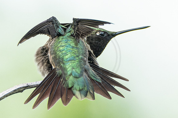 Hummingbird Yoga 2022