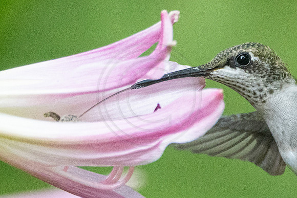 Hummingbirds Tongue in Crinum