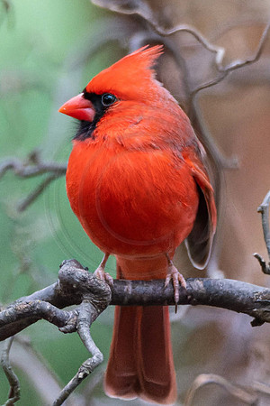 Male Cardinal on Henry Lauder 2023