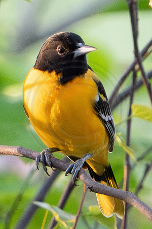 Baltimore Oriole Male 2023