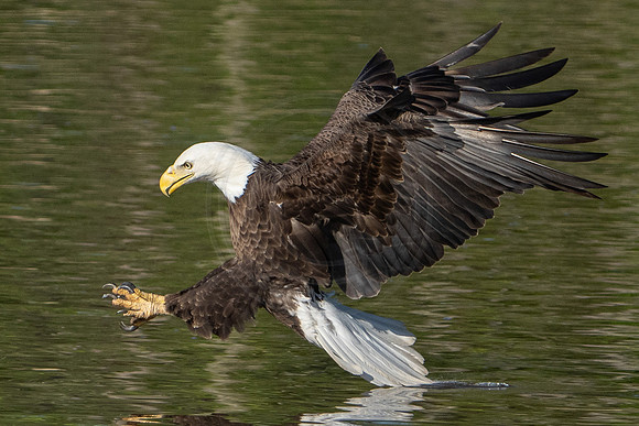 Tail Dragging Eagle 2023