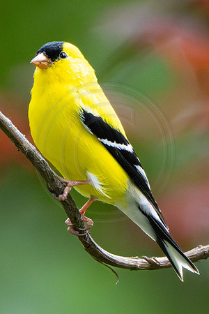Male Goldfinch 2023