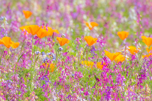 California Poppies in a Purple Field 2023