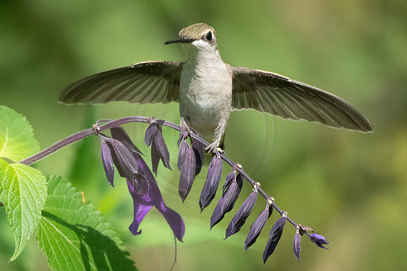 Hummingbird Dreams of Being an Eagle