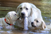 Max the Mentor Dog 2023