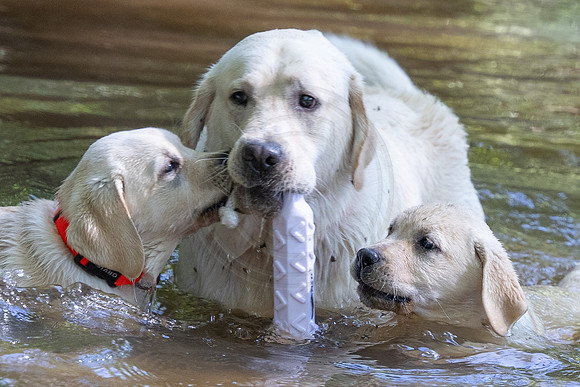 Max the Mentor Dog 2023